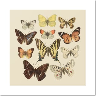 Museum Butterflies Posters and Art